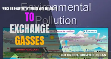 Air Pollutants: Interfering with Our Breathing