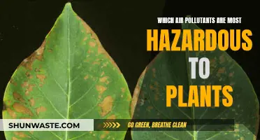 Air Pollutants: What's Harming Our Plants?