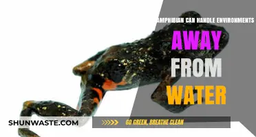 Amphibians Beyond Water: Species Thriving in Diverse Environments