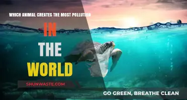 Animals and Their Surprising Pollution Impact