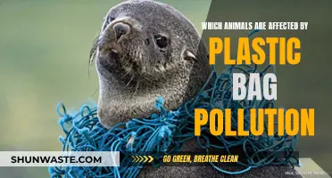 Plastic Bag Pollution: Animals in Danger