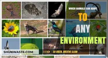 Surviving Everywhere: Animals That Thrive in Any Environment