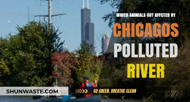 Chicago's Polluted River: Animals in Crisis