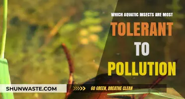 Aquatic Insects: Pollution Tolerance Champions