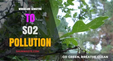 Plants and SO2 Pollution: A Toxic Relationship