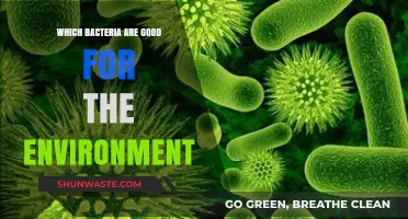 Beneficial Bacteria: Environmental Allies in Soil, Water, and Ecosystems