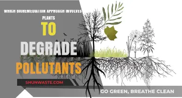 Green Remediation: Plants as Nature's Purifiers