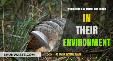 The Lyrebird: Nature's Master Mimic of Environmental Sounds