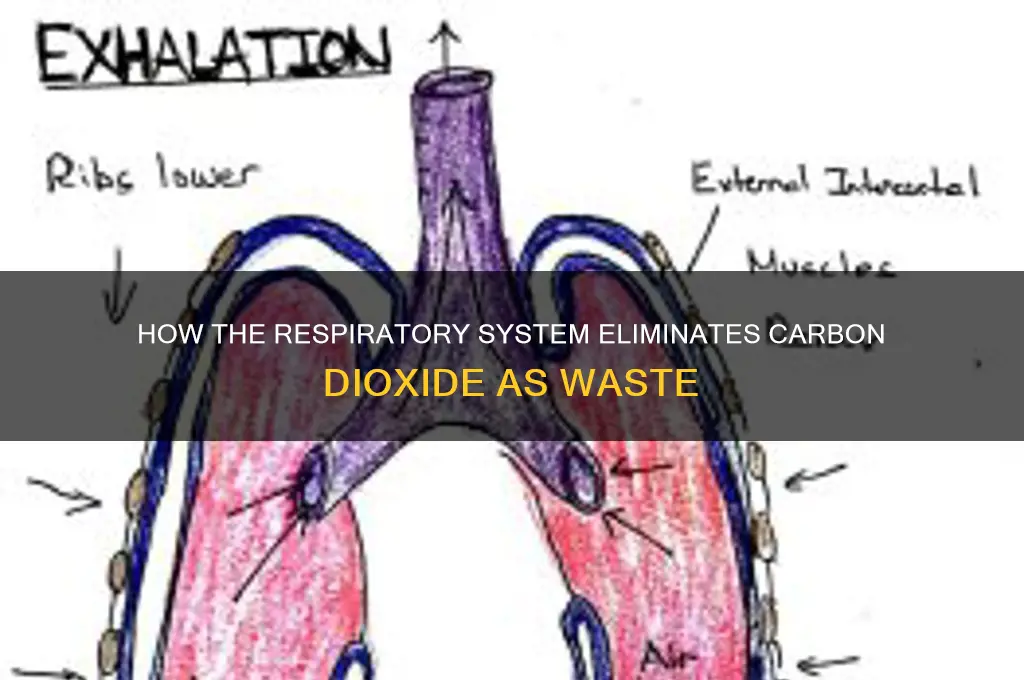 which body system eliminates carbon dioxide as a waste product
