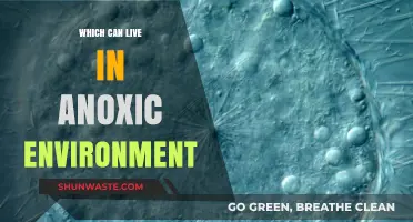 Surviving Without Oxygen: Organisms Thriving in Anoxic Environments
