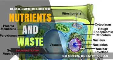 Unveiling the Cellular Vault: Where Nutrients and Waste Reside