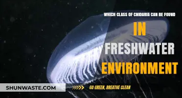 Freshwater Cnidarians: Exploring the Unique Hydrozoa Class Presence