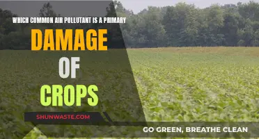 Air Pollutants: Damaging Our Crops and Health