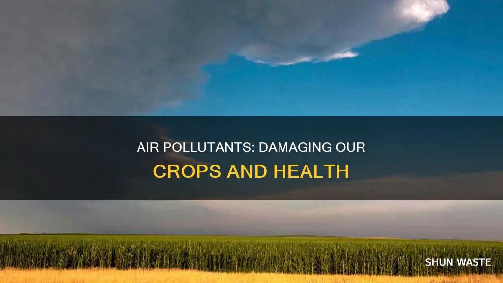 which common air pollutant is a primary damage of crops