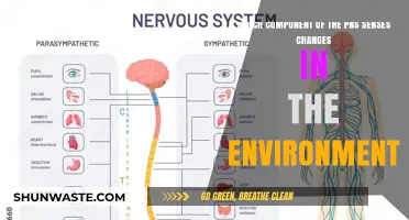 Sensory Receptors: The PNS Component Detecting Environmental Changes