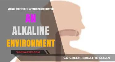 Alkaline Enzymes: Unlocking Optimal Digestion in a High-pH Environment