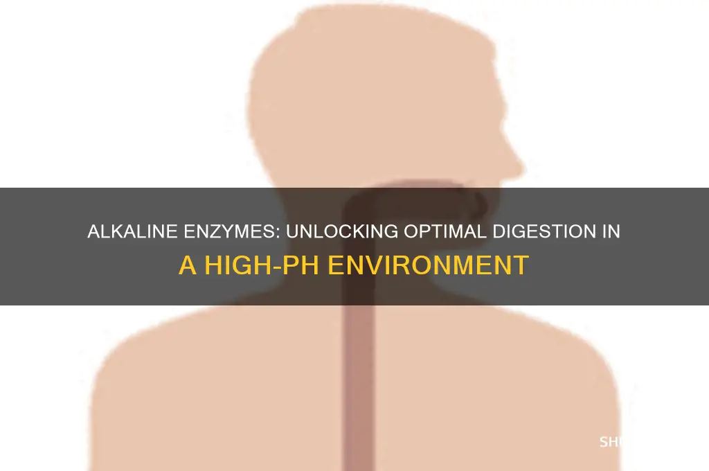 which digestive enzymes work best in an alkaline environment