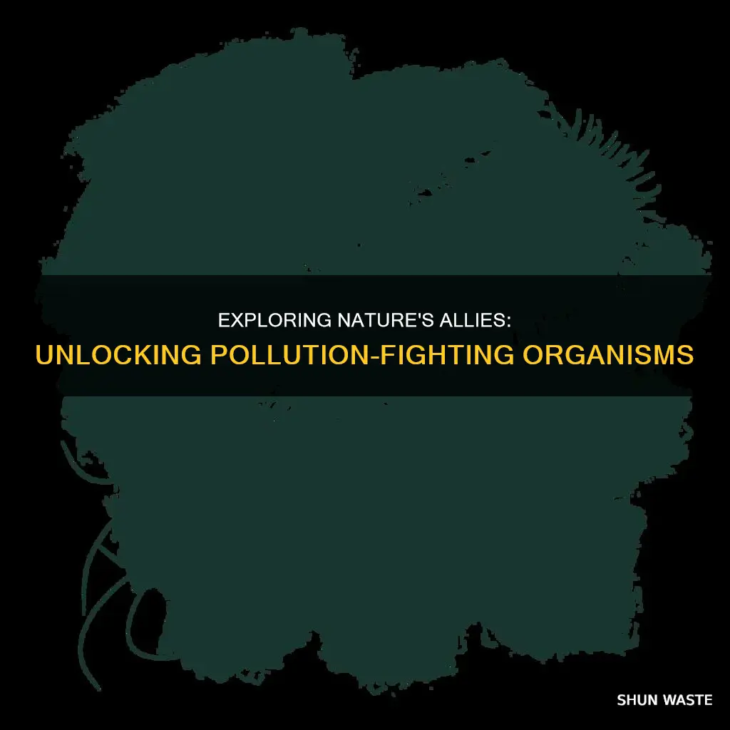 which domain of organisms can help decrease environmental pollution