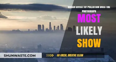 Pollution's Impact: A Visual Representation
