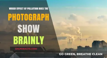 Pollution's Impact: What Does the Photo Show?