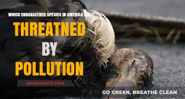 American Endangered Species: Pollution's Deadly Impact