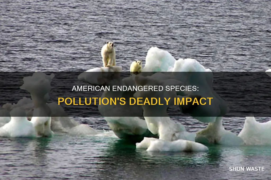 which endanagered species in america are threatned by pollution