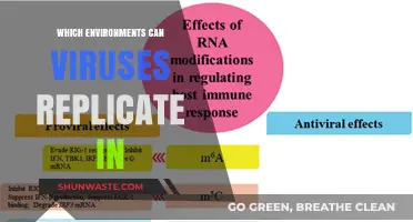 Exploring Viral Replication: Environments Where Viruses Thrive and Multiply