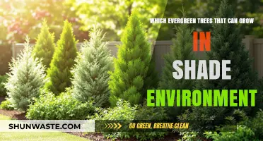 Shade-Loving Evergreens: Best Trees for Low-Light Environments