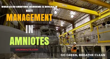 The Role of the Allantois in Waste Management for Amniotes