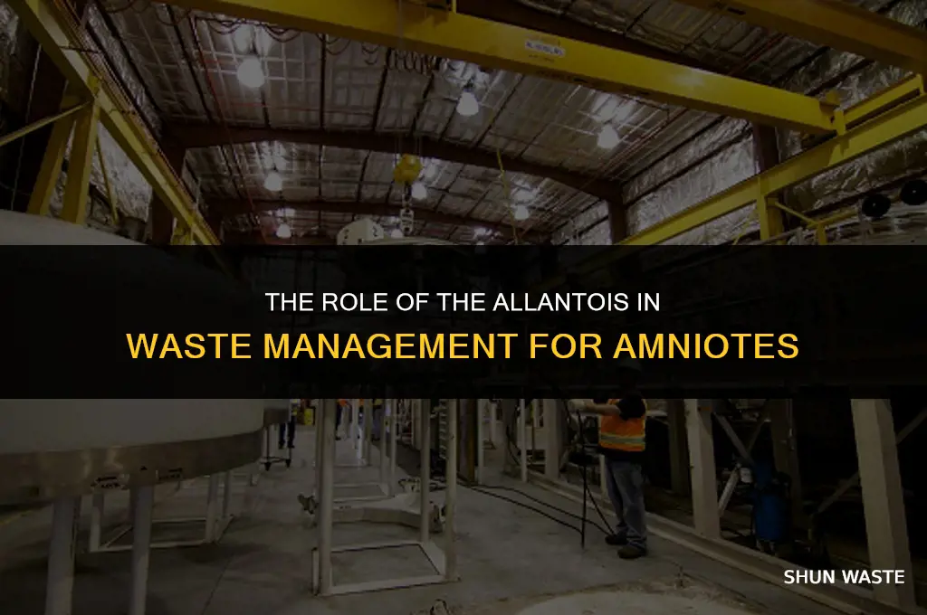 which extra-embryonic membrane is involved in waste management in amniotes