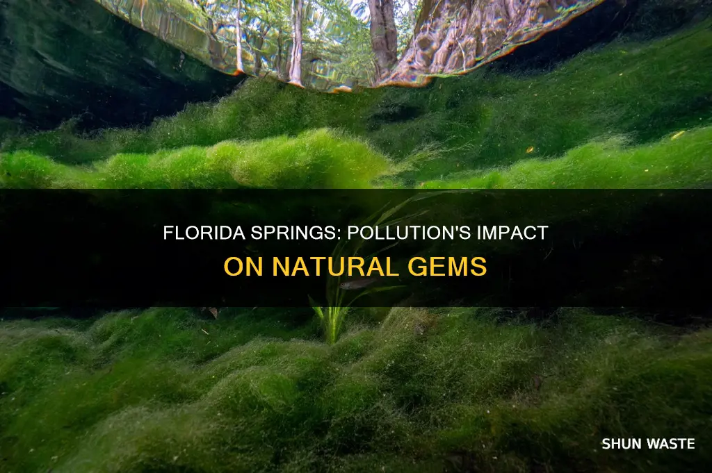 which florida spring are highly affected by pollution