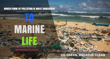 Understanding Marine Life's Most Lethal Pollutant