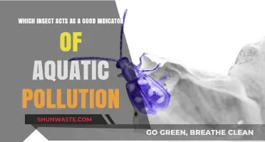 Aquatic Pollution: Insect Indicators and Their Importance