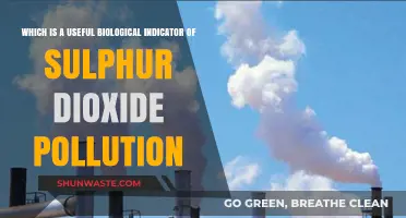 Moss: A Natural SO2 Pollution Indicator