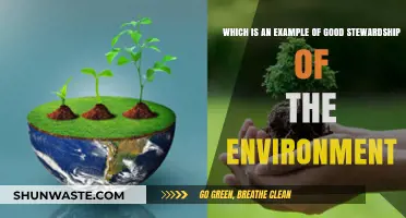 Sustainable Practices: Examples of Good Environmental Stewardship in Action