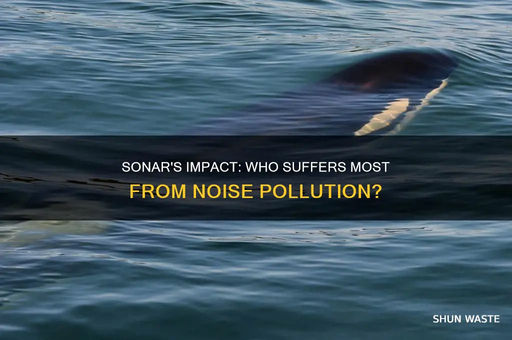 which is most diruted by the noise pollution from sonar