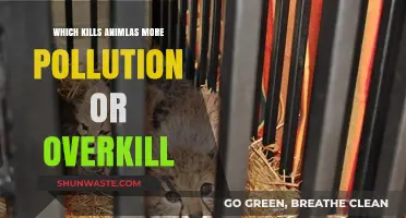 Pollution vs Overkill: What's the Deadlier Animal Killer?