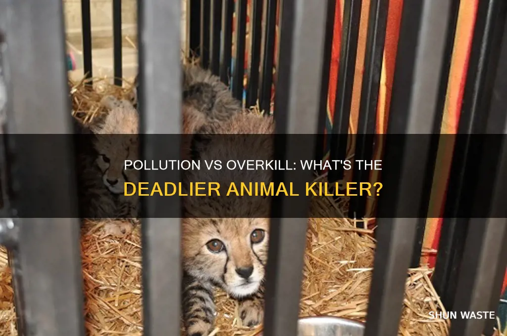 which kills animlas more pollution or overkill