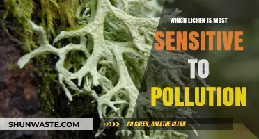 Lichen: Pollution's Canary in a Coal Mine