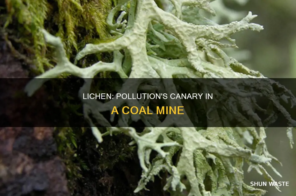 which lichen is most sensitive to pollution