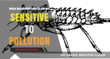 Macroinvertebrates: Pollution-Resistant Species and Their Resilience