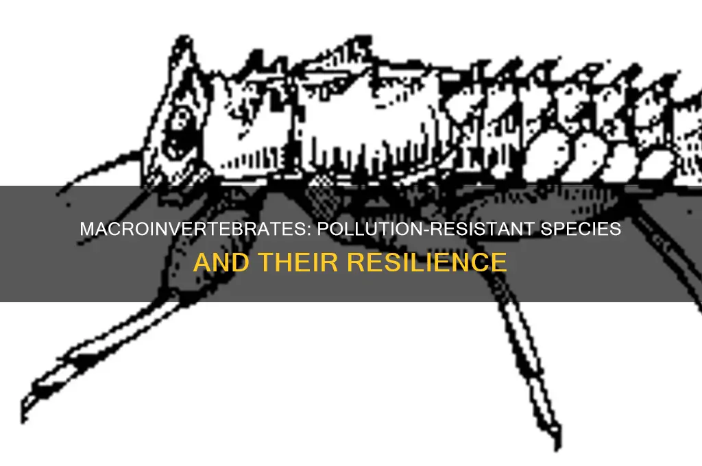 which macroinvertebrates are not sensitive to pollution
