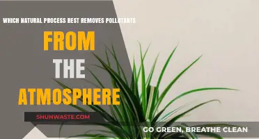 Nature's Air Purifiers: The Best Natural Pollution Fighters