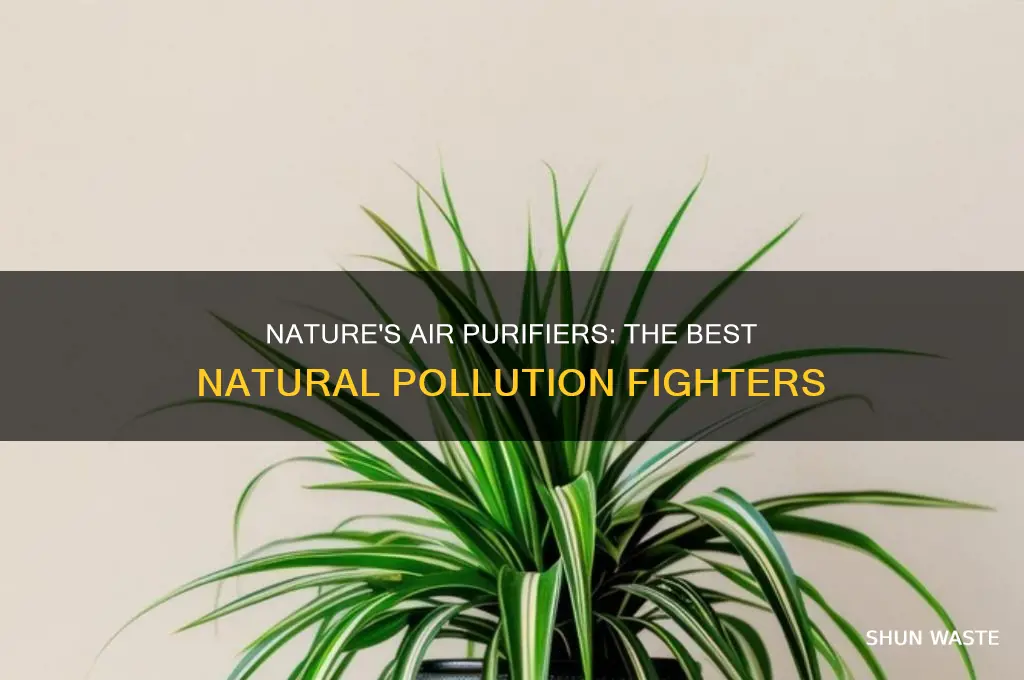 which natural process best removes pollutants from the atmosphere