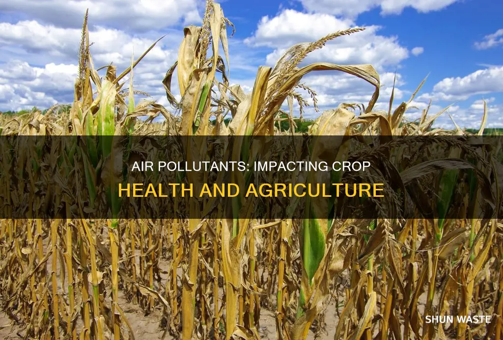 which of the following air pollutants can affect crop health