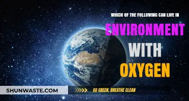 Oxygen-Dependent Organisms: Exploring Life in Oxygen-Rich Environments