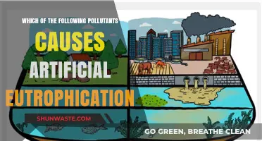 Unveiling the Culprit: Which Pollutant Fuels Artificial Eutrophication?