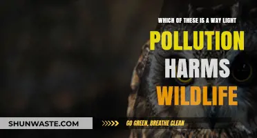 Light Pollution Impacts: Harming Wildlife, Disrupting Nature's Balance