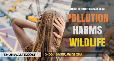 Noise Pollution: How it Harms Wildlife