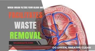 Kidneys: The Vital Organs Filtering Blood and Removing Waste
